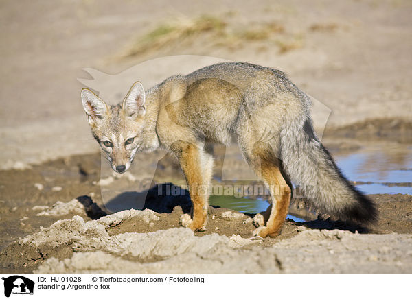 stehender Argentinischer Kampfuchs / standing Argentine fox / HJ-01028