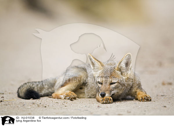 liegender Argentinischer Kampfuchs / lying Argentine fox / HJ-01038