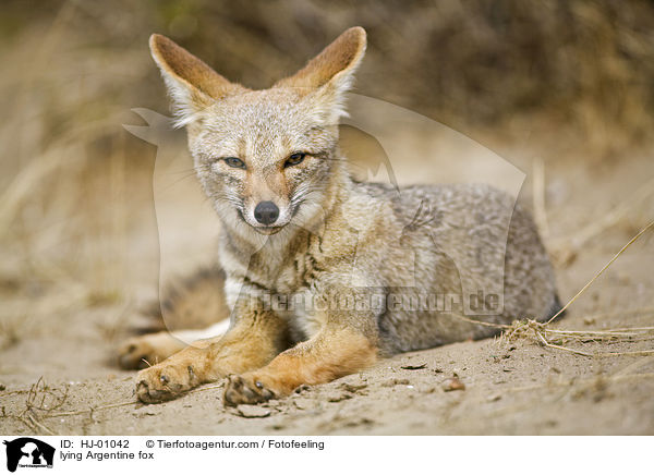 liegender Argentinischer Kampfuchs / lying Argentine fox / HJ-01042