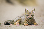 lying Argentine fox