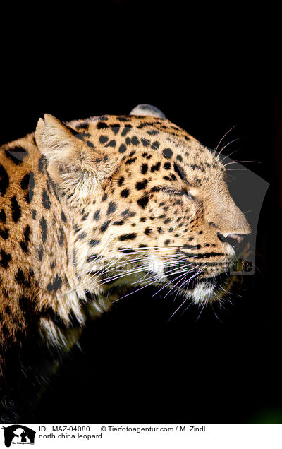 north china leopard / MAZ-04080