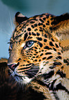 north china leopard