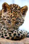 young north china leopard
