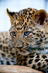 young north china leopard