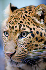 Chinese Leopard