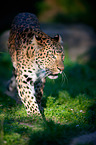 north china leopard