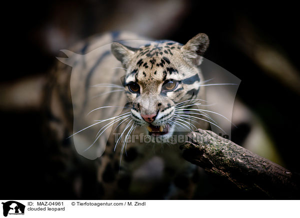 Nebelparder / clouded leopard / MAZ-04961