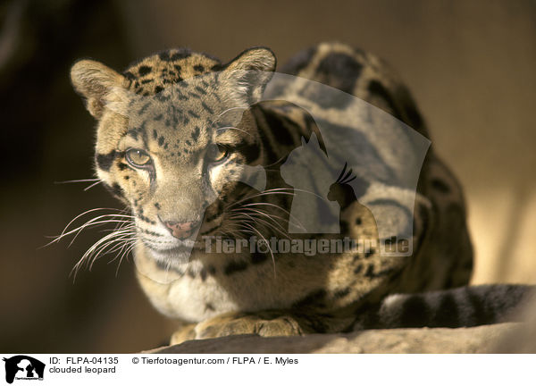 clouded leopard / FLPA-04135