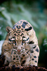 clouded leopard