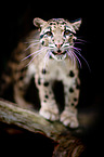 clouded leopard