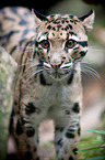 clouded leopard