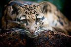 clouded leopard