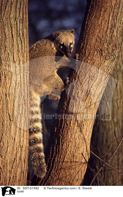 coati / SST-01582