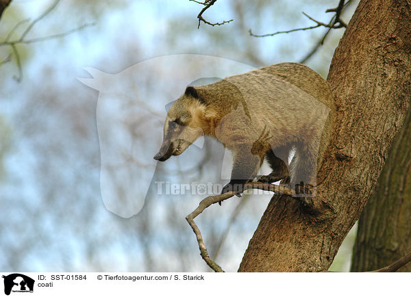 coati / SST-01584