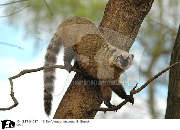 coati / SST-01587