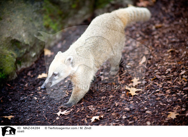 Nasenbr / coati / MAZ-04284