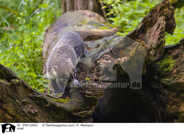 Nasenbr / coati / PW-12653
