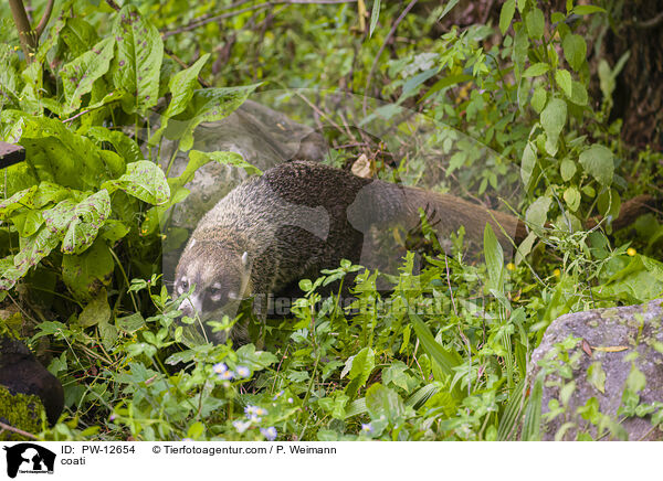 Nasenbr / coati / PW-12654
