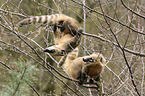 Coati