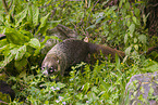 coati
