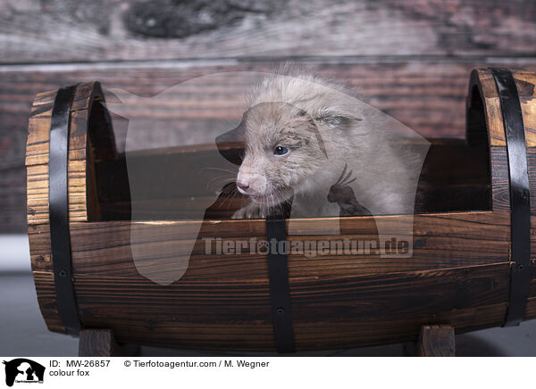 Farbfuchs / colour fox / MW-26857