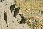 common dwarf mongooses