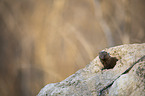 Common Dwarf Mongoose