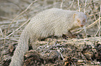 common grey mongoose