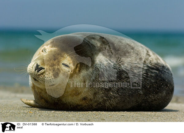 Gemeiner Seehund / seal / DV-01388