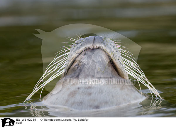Seehund / seal / WS-02235