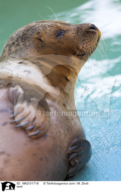 Seehund / seal / MAZ-01716