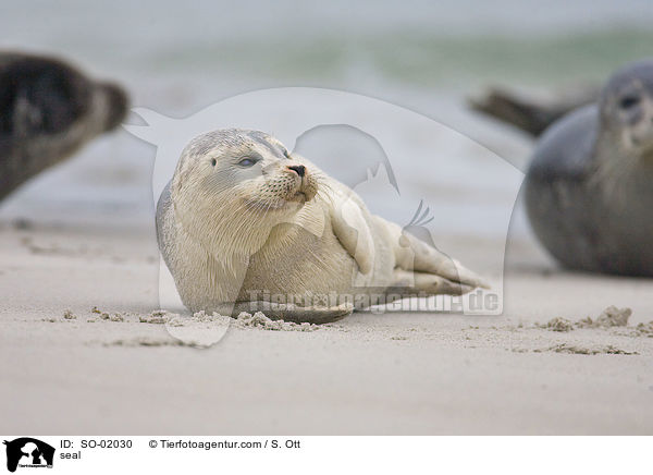 Seehund / seal / SO-02030