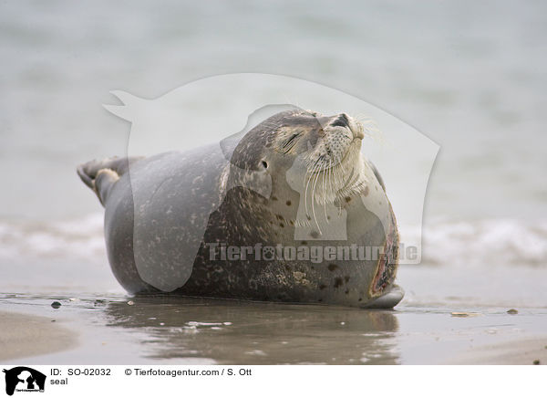 Seehund / seal / SO-02032
