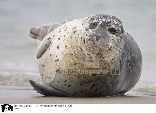 Seehund / seal / SO-02033