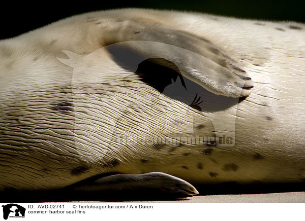 Seehund Flossen / common harbor seal fins / AVD-02741