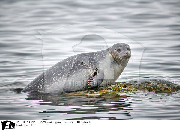 harbor seal / JR-03325
