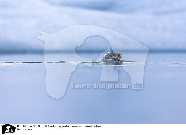 harbor seal / MBS-27058