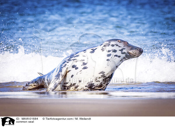 Seehund / common seal / MAW-01684