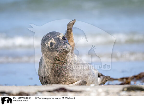 common seal / MAW-01691