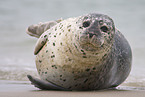 seal