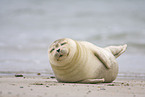 seal