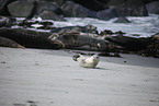 common seals