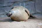 common seal
