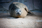 common seal