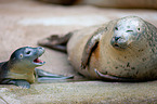 common seals