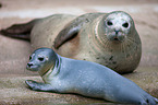 common seals