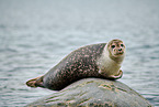 harbor seal