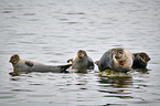 harbor seals