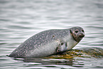 harbor seal