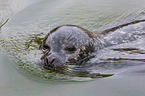 common seal